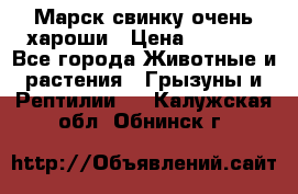 Марск свинку очень хароши › Цена ­ 2 000 - Все города Животные и растения » Грызуны и Рептилии   . Калужская обл.,Обнинск г.